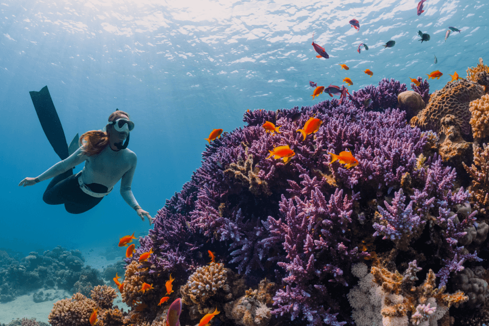 Palau Diving